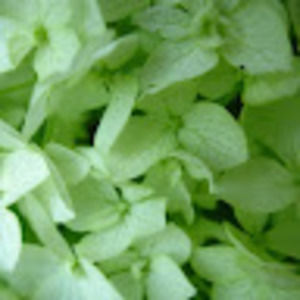 Meet your Posher, Ramie